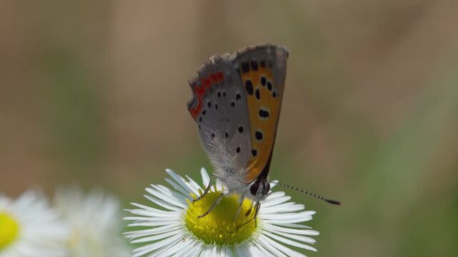 Extreme macro of small copper butterfly with shimmering wings on white flower