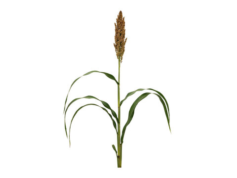 Close Up Image Of Mature Sorghum Plant With Seed Head transparent background