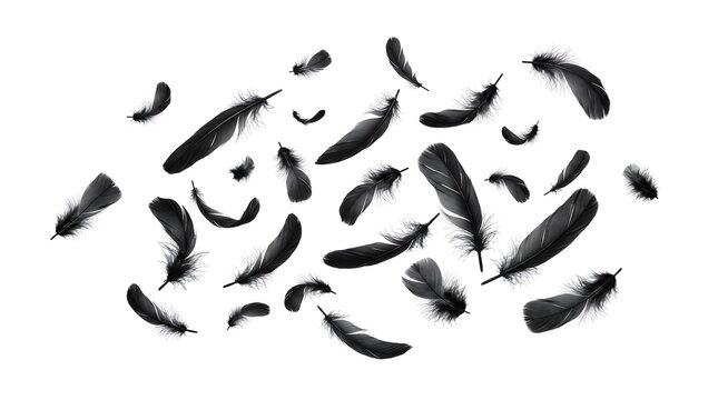 Black feathers scattered for memorial or nature-themed greeting card design with clean copy space or Minimalist black feather arrangement with isolated on white background.