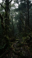 Obraz premium Misty old growth forest with towering mossy trees in a dense woodland environment
