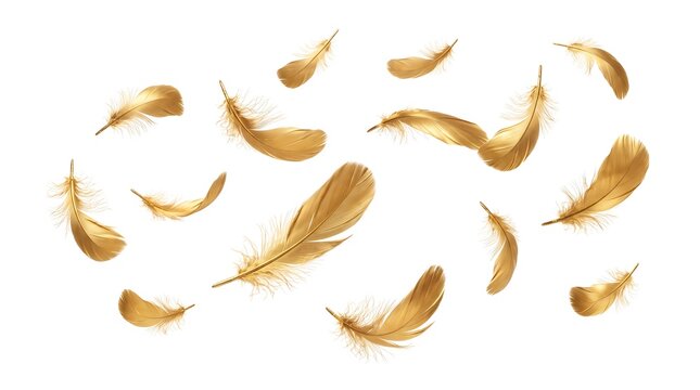 Golden feathers floating in mid-air against clean white background with ample copy space or Isolated golden feathers in soft motion.