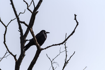 Czarny ptak krukowaty, gawron (Corvus frugilegus), czuwający na gałęziach bezlistnego drzewa na tle jasnego, jesiennego nieba. © Henryk Niestrój