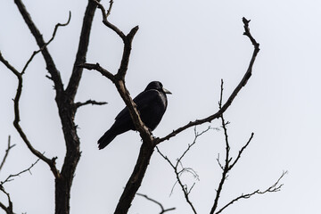 Czarny ptak z rodziny krukowatych, prawdopodobnie wrona siwa lub gawron (Corvus frugilegus), siedzący na bezlistnych gałęziach jesiennego drzewa. © Henryk Niestrój