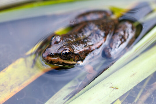 Frog rests in calm water beside green reeds
