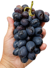 Obraz premium Hand holds a cluster of dark purple grapes