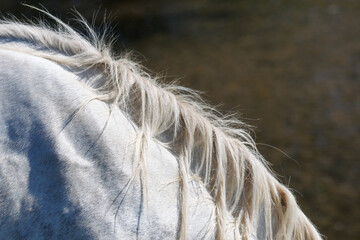 White horse mane in soft sunlight © schankz