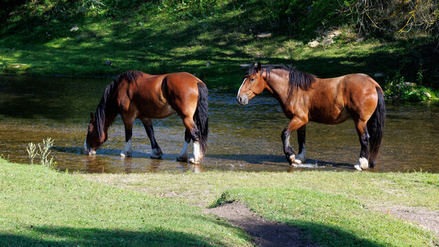 Two brown horses drink from a shallow stream