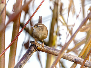 Strzyżyk zwyczajny (Troglodytes troglodytes) dumnie pozujący na plątaninie gałęzi. Mały, niezwykle zwinny ptak w swoim naturalnym środowisku. © Henryk Niestrój