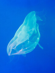 Transparent jellyfish glides through deep blue water © schankz
