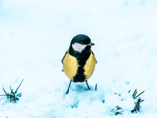 Sikora bogatka (Parus major) na śniegu podczas zimy. Uroczy ptak szukający pożywienia w mroźny dzień, idealny kadr chłodnej, zimowej przyrody. © Henryk Niestrój