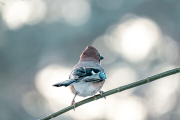 Sójka zwyczajna (Garrulus glandarius) od tyłu na cienkiej gałązce z pięknym rozmyciem. Spokój natury jako odpowiedź na stresujący 2026 rok. © Henryk Niestrój