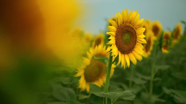 Vibrant sunflowers rise from a lush green field, their yellow petals facing soft summer light beneath a hazy blue sky, evoking warmth, optimism and natural beauty. 4K.