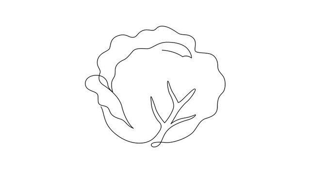 Minimalist cabbage continuous line drawing animation gradually forming on a clean white background. A single unbroken black line creates a simple cabbage illustration