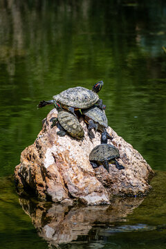Group of turtles sunbathing on a stone in a natural pond