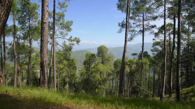 Pine Forest near Almora, Uttarakhand with Distant Himalayan Range Faintly Visible Through Haze