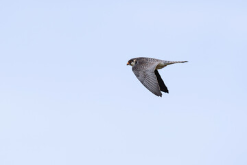 Obraz premium second calendar year female or immature female amur falcon (falco amurensis) in flight, found near Khalk River in eastern Mongolia in Dornod Aimag