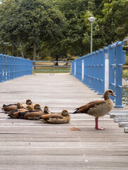 Egyptian geese family resting on a wooden pier by the water with swimming birds © IMRAN_IM33