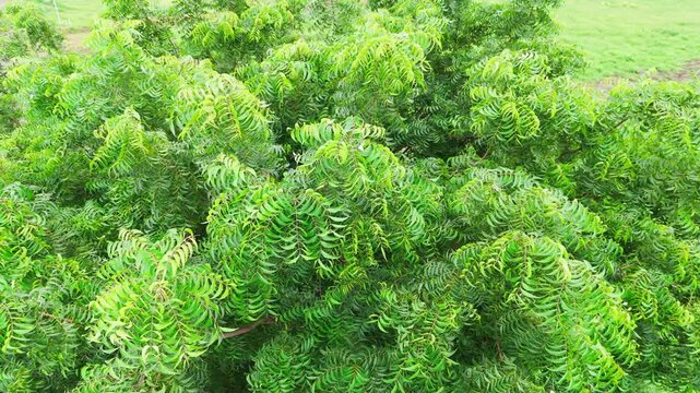 Aerial drone orbit shot circling a lush neem tree with dense green foliage, revealing layered branches and fresh leaves against a grassy outdoor landscape in natural daylight.