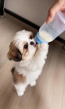 Adorable small shih tzu puppy holding a feeding bottle with tiny paws while drinking milk happily indoors in this sweet pet video footage