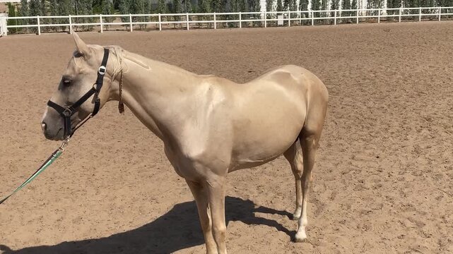 Ahal-Teke horse of Turkmenistan with golden metallic coat stands in dirt arena