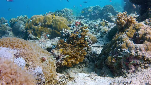 Humbug Damselfish Schooling on a Coral Reef
