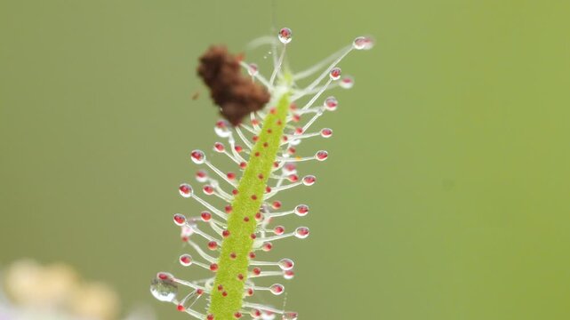 Drosera indica leaf armed with sticky red glands waits for prey; extreme macro botany Indian sundew