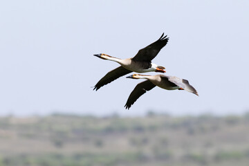 a couple of  swan goose (anser cygnoides) in flight, found near Khalk River in eastern Mongolia in Dornod Aimag © Mathias Putze