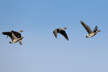 Taiga bean goose (Anser fabalis middendorffii) in flight on migration, found near Khalk River in eastern Mongolia in Dornod Aimag © Mathias Putze