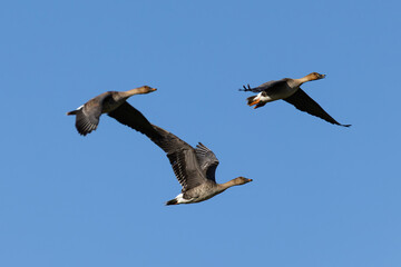 Taiga bean goose (Anser fabalis middendorffii) in flight on migration, found near Khalk River in eastern Mongolia in Dornod Aimag © Mathias Putze