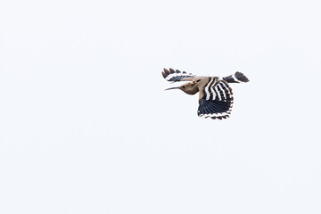 common hoopoe (upupa epops) of subspecies saturata in flight, found near Khalk River in eastern Mongolia in Dornod Aimag © Mathias Putze