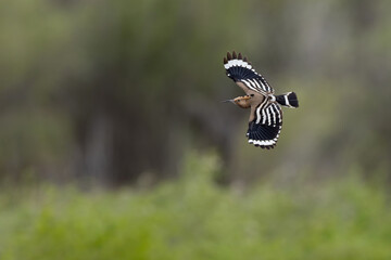 common hoopoe (upupa epops) of subspecies saturata in flight, found near Khalk River in eastern Mongolia in Dornod Aimag © Mathias Putze