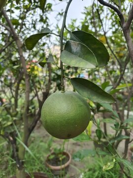 Single unripe green pomelo hanging from thin tree branch with dark leaves in organic orchard garden.