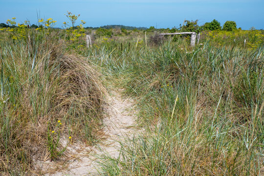 Path in the dunes on the Baltic Sea coast in Germany