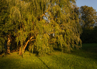 A scenic view of a large weeping willow tree with cascading green branches and foliage illuminated by warm sunlight in a park or forest setting © Inese