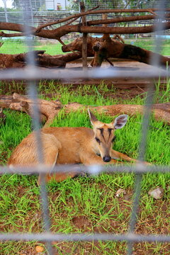 Small Barking Deer and Mouse Deer at Koh Khsach Meas, Cambodia