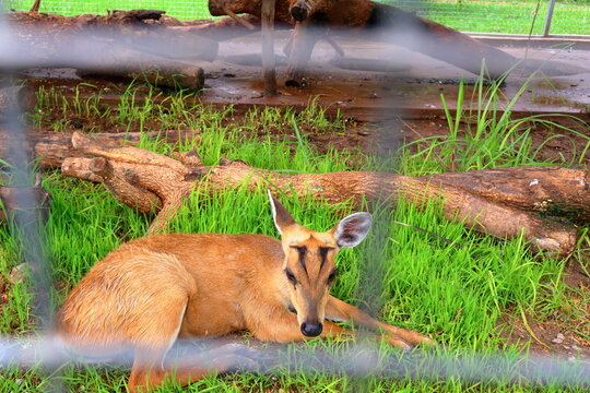 Small Barking Deer and Mouse Deer at Koh Khsach Meas, Cambodia