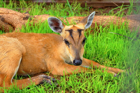Small Barking Deer and Mouse Deer at Koh Khsach Meas, Cambodia