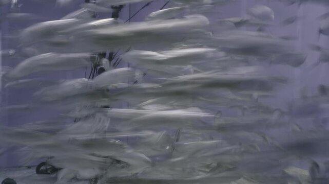 Blurred Motion of Silver Fish School in Aquarium Tank Close-Up