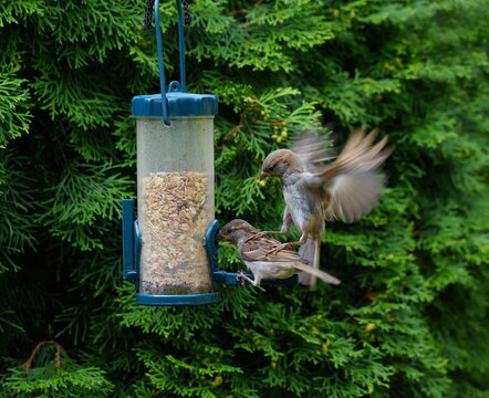 food envy at the feeder