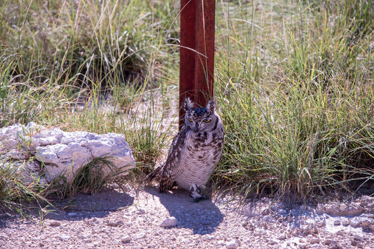 A spotted eagle-owl resting on the ground in the narrow shade of a rusty sign post amid dry grass in Etosha National Park, Namibia.