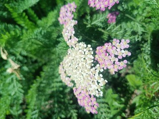 Pink and White Yarrow Flowers in Garden © cbgv