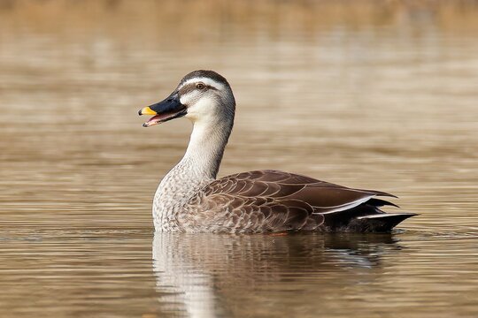 川で鳴くカルガモ(Spot-billed Duck)