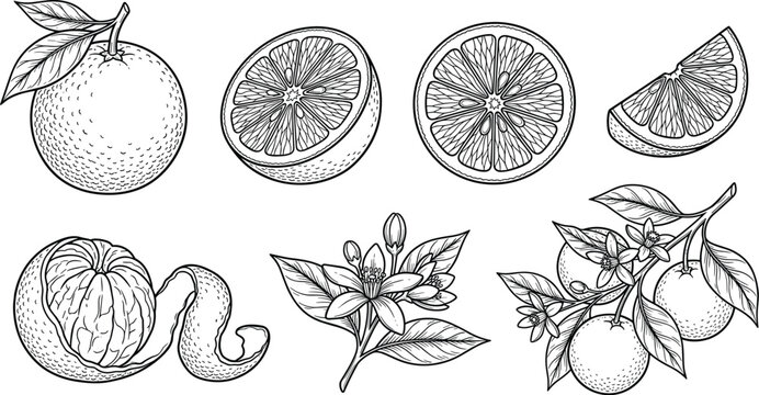 Vintage orange fruit sketch vector set with citrus slices blossoms leaves and peeled details isolated on white background