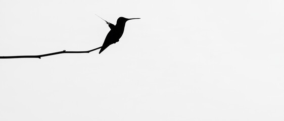 Obraz premium Minimalist Silhouette of a Hummingbird Perched on a Thin Branch Against a Bright White Background