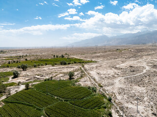 Obraz premium Green vineyards planted in neat rows on dry arid land with mountains