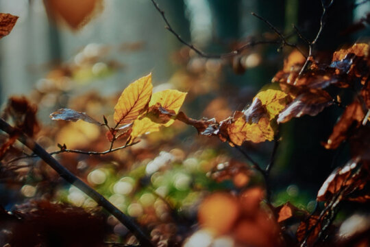intentionally blurred atmospheric background of autumn Forest with colourful Leaves, Water Droplets and Natural Bokeh