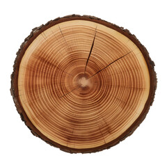 Obraz premium cross section of tree stump