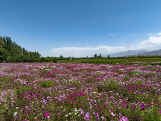 Obraz premium violet and white cosmos flower field under blue sky