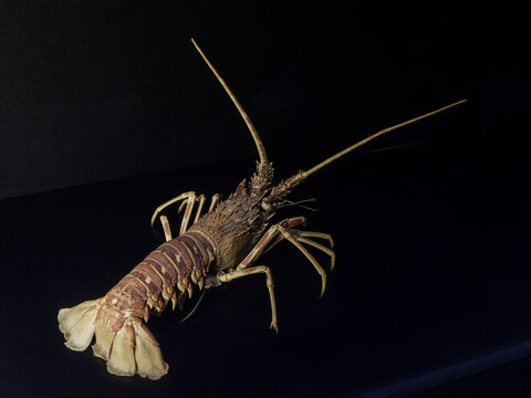 Fossilized lobster skeleton displayed on a table
