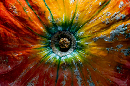 Macro texture of colorful ripe pumpkin top view. Detailed extreme closeup of colorful ripe pumpkin showing rich orange green and yellow skin textures around the stem area